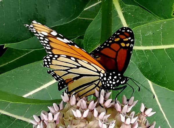 A monarch butterfly resting on a flower