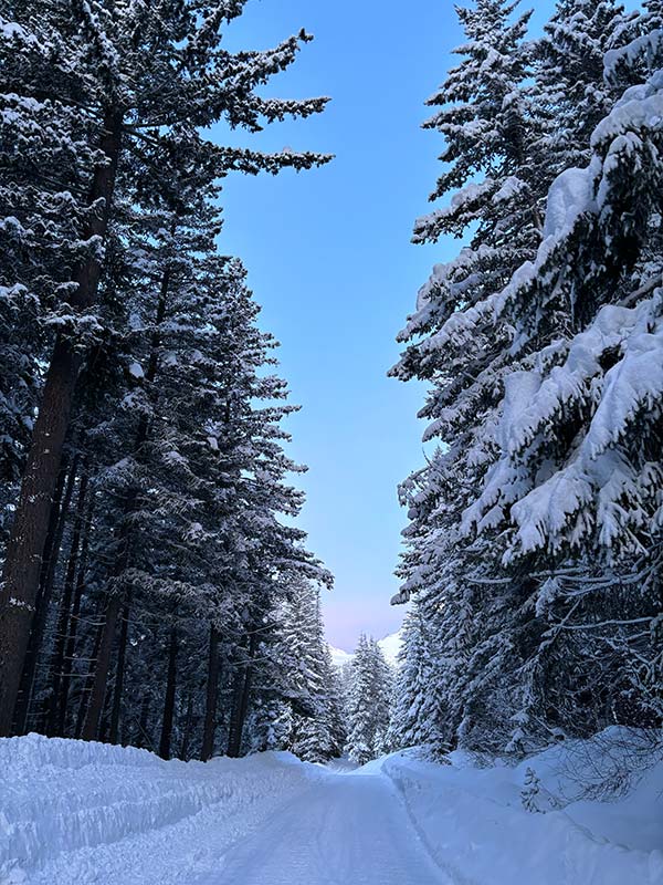 A trail leads between rows of tall, snowy pines