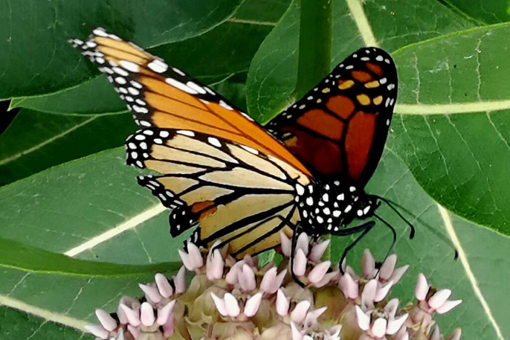A monarch butterfly perched on a flower.