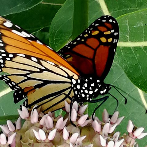 A monarch butterfly perched on a flower.
