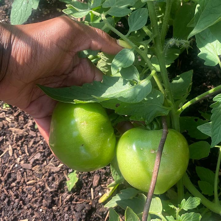 A student holds two growing tomatoes in the LSTC Gardens.