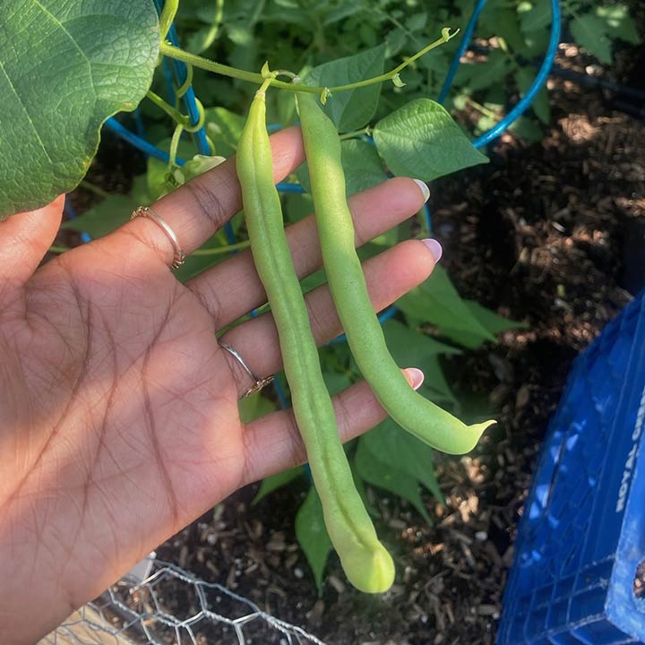 A student holds string beans in the LSTC Gardens.