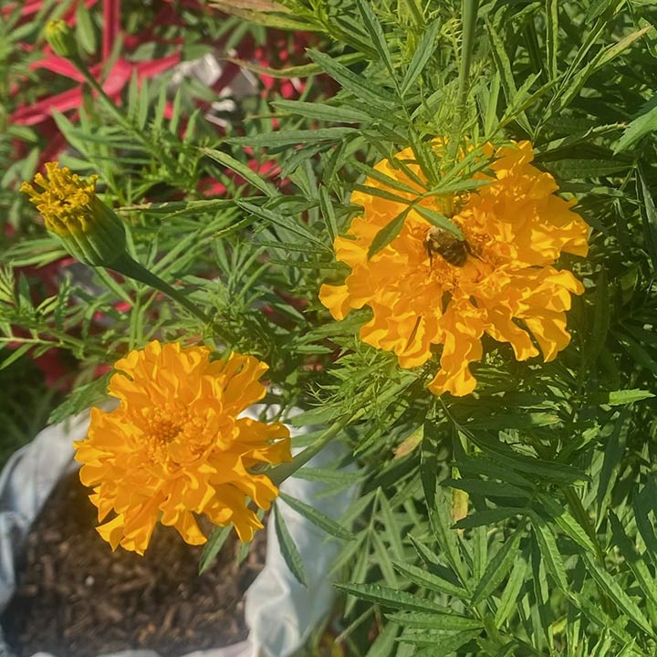 Yellow flowers with a visiting bee in the LSTC Gardens.