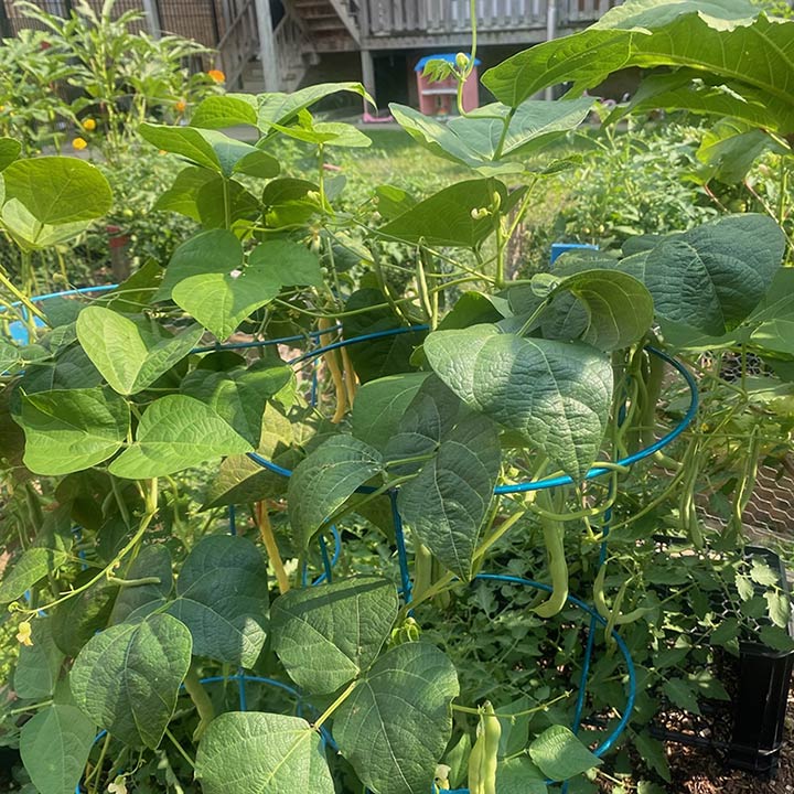 Leafy string bean plants in the LSTC Gardens.